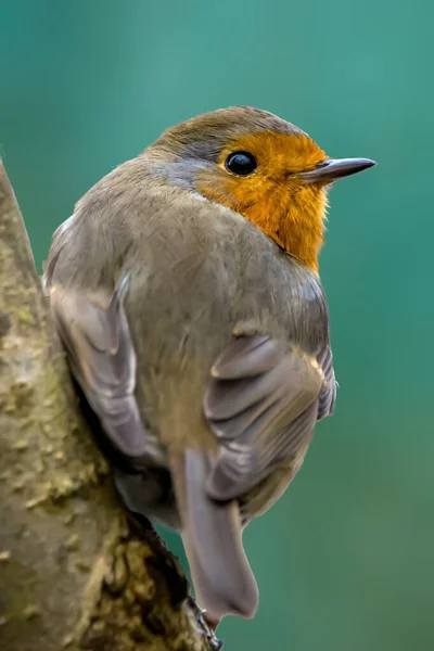 Pájaro Cantor Robin Buscando Comida Invierno —  Fotos de Stock