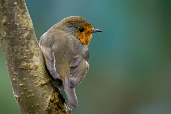 Robin Śpiew Ptak Szuka Jedzenia Zimie — Zdjęcie stockowe