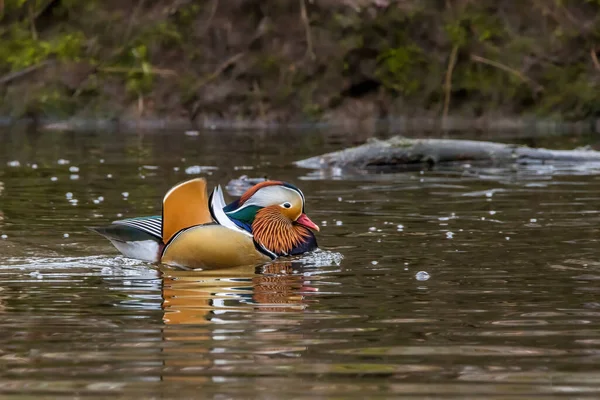 Belo Pato Mandarino Nadando Uma Pequena Lagoa Chamada Jacobiweiher Não — Fotografia de Stock