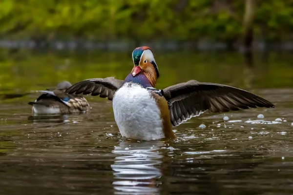 Vacker Manlig Mandarinanka Som Poserar Liten Damm Som Heter Jacobiweiher — Stockfoto