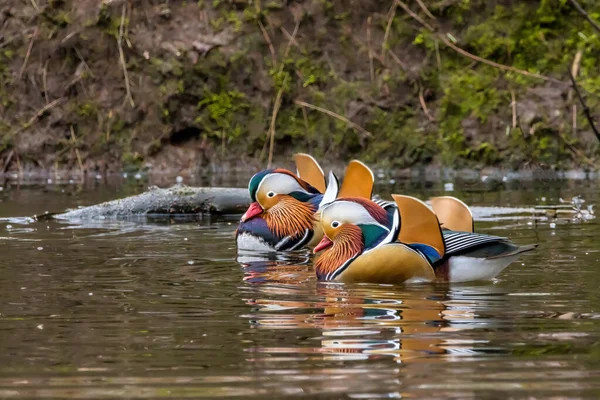 Beaux Canards Mandarins Nageant Dans Petit Étang Appelé Jacobiweiher Non — Photo