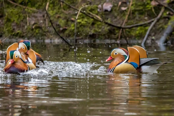 Krásné Mandarínské Kachny Plavající Malém Rybníčku Jacobiweiher Nedaleko Frankfurtu Německo — Stock fotografie