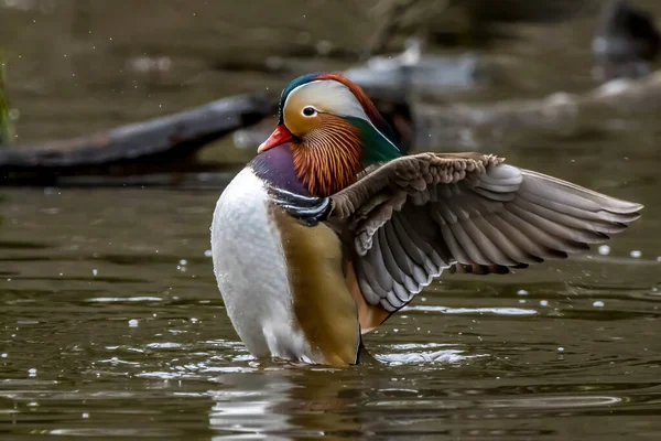 Vacker Manlig Mandarinanka Som Poserar Liten Damm Som Heter Jacobiweiher — Stockfoto