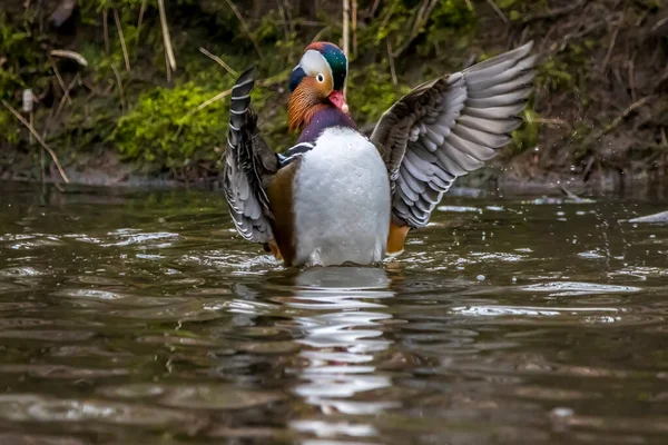 Vacker Manlig Mandarinanka Som Poserar Liten Damm Som Heter Jacobiweiher — Stockfoto