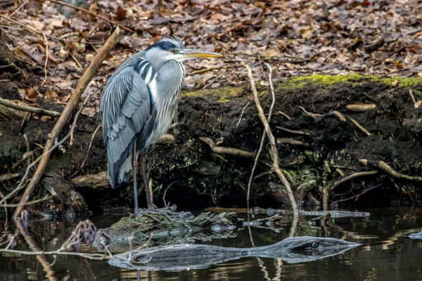 Airone Grigio Comune Piccolo Stagno Chiamato Jacobiweiher Vicino Francoforte Assia — Foto Stock