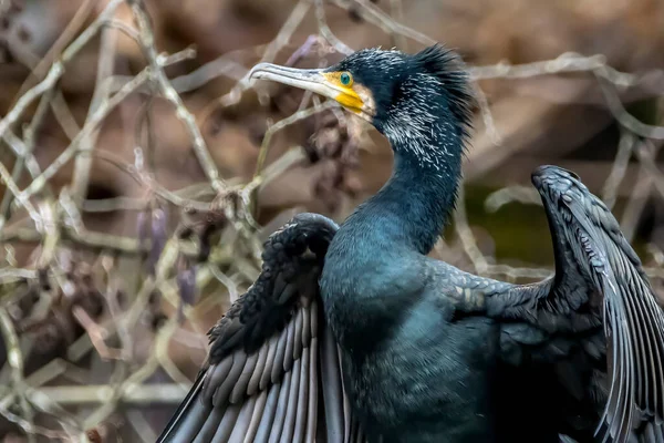 Grande Cormorano Nero Seduto Albero Allargando Ali Asciugarli Uno Stagno — Foto Stock