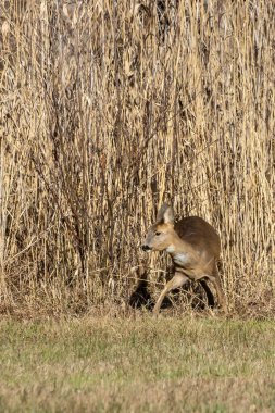 Çok iyi kamufle olmuş genç bir geyik. Almanya 'da soğuk bir günde, bir ormanın kenarında..