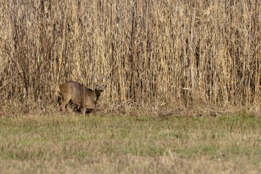 Çok iyi kamufle olmuş genç bir geyik. Almanya 'da soğuk bir günde, bir ormanın kenarında..