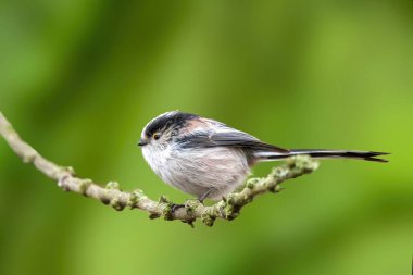 A long-tailed tit sitting on a branch of a tree at the Mnchbruch pond in a natural reserve in Hesse Germany. Beautiful blurred green background.