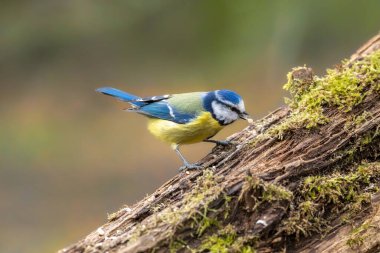 Blue tit at a feeding place at the Mnchbruch pond in a natural reserve in Hesse Germany. Looking for food in winter time.