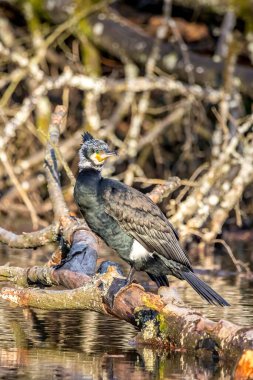 Kışın güneşli bir akşamda Frankfurt, Almanya 'nın hemen yanındaki Jacobiweiher denilen göldeki bir ağacın üzerinde oturan büyük siyah bir karabatak..