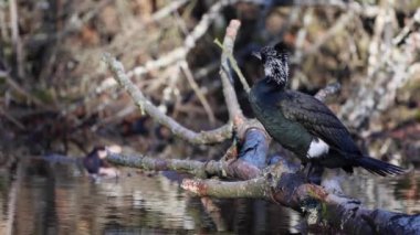 Frankfurt, Almanya 'da, Hesse' de, soğuk bir günde Jacobiweiher adında bir gölün üzerinde oturan büyük siyah bir karabatak..