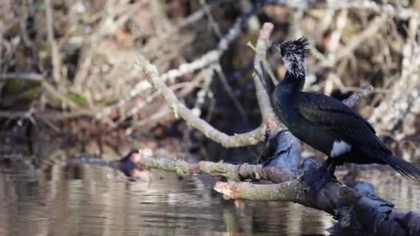 Gran Cormorán Negro Sentado Una Rama Estanque Llamado Jacobiweiher Junto — Vídeos de Stock