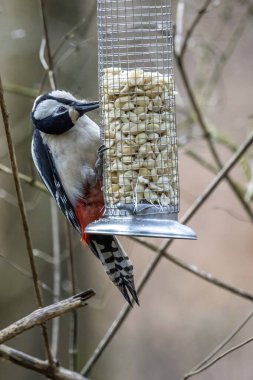 Benekli bir ağaçkakan, Almanya 'da, Mrfelden-Walldorf Hesse' deki Mnchbruch doğal rezervinde bir ağaçta..