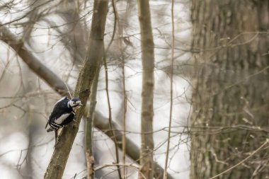 Benekli bir ağaçkakan, Almanya 'da, Mrfelden-Walldorf Hesse' deki Mnchbruch doğal rezervinde bir ağaçta..