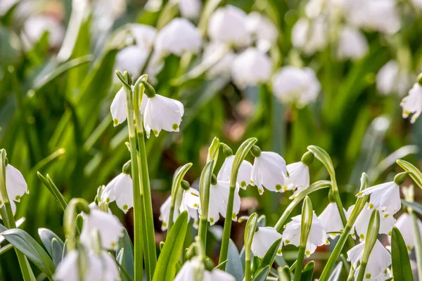 Schöne Schneeglöckchen Einem Wald Naturschutzgebiet Mnchbruch Hessen Deutschland Einem Kalten — Stockfoto