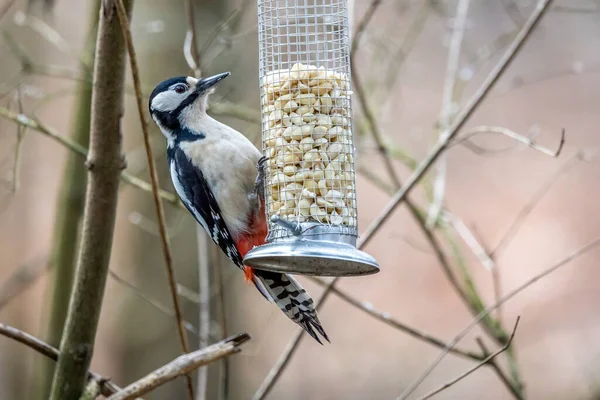 Picchio Macchiato Albero Nella Riserva Naturale Mnchbruch Mrfelden Walldorf Hesse — Foto Stock