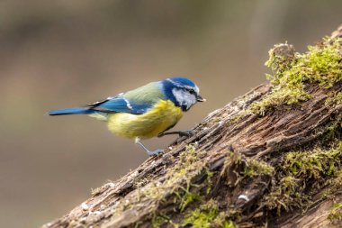 Blue tit at a feeding place at the Mnchbruch pond in a natural reserve in Hesse Germany. Looking for food in winter time.