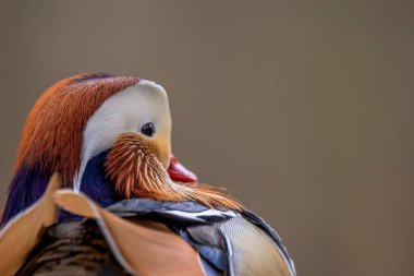 Çok güzel bir mandarin ördeğinin portresi, Almanya 'nın Frankfurt şehrinde soğuk bir günde Jacobiweiher adı verilen küçük bir gölette duruyor..