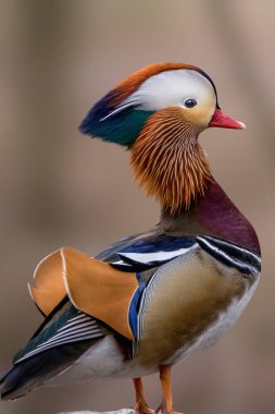 Çok güzel bir mandarin ördeğinin portresi, Almanya 'nın Frankfurt şehrinde soğuk bir günde Jacobiweiher adı verilen küçük bir gölette duruyor..