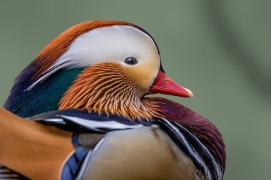 Çok güzel bir mandarin ördeğinin portresi, Almanya 'nın Frankfurt şehrinde soğuk bir günde Jacobiweiher adı verilen küçük bir gölette duruyor..