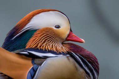 Çok güzel bir mandarin ördeğinin portresi, Almanya 'nın Frankfurt şehrinde soğuk bir günde Jacobiweiher adı verilen küçük bir gölette duruyor..