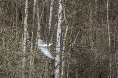 McBruchweiher adlı küçük bir gölette, ıslak bir çayırın üzerinde uçan büyük bir balıkçıl. Hesse, Almanya 'da Frankfurt' un yanında, baharda bulutlu bir günde..