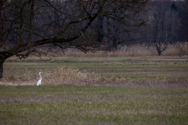 A great egret standing on a wet meadow at a little pond called Mnchbruchweiher in the Mnchbruch natural reserve next to Frankfurt in Hesse, Germany at a cloudy day in spring.