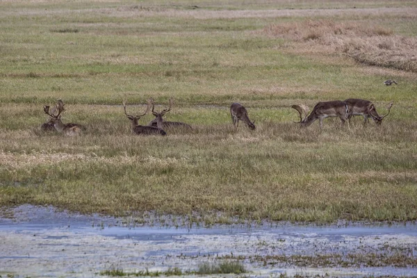 Een Kudde Herten Het Zogenaamde Natuurreservaat Mnchbruch Hessen Duitsland Een — Stockfoto