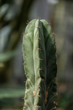 Frankfurt 'ta halka açık bir parkta güzel bir kaktüs, Hesse Almanya' da.