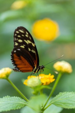 Ağaçtaki güzel bir kelebek.