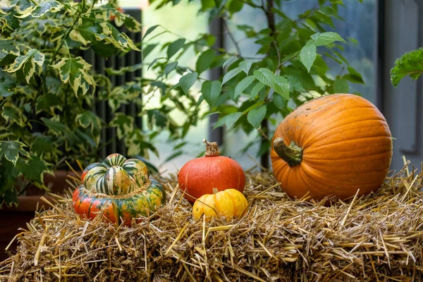 Pumpa Utanför Allmän Park Strax Före Halloween Solig Dag Hösten — Stockfoto