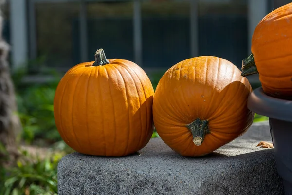 Tökfejek Kint Egy Nyilvános Parkban Röviddel Halloween Előtt Egy Napsütéses — Stock Fotó