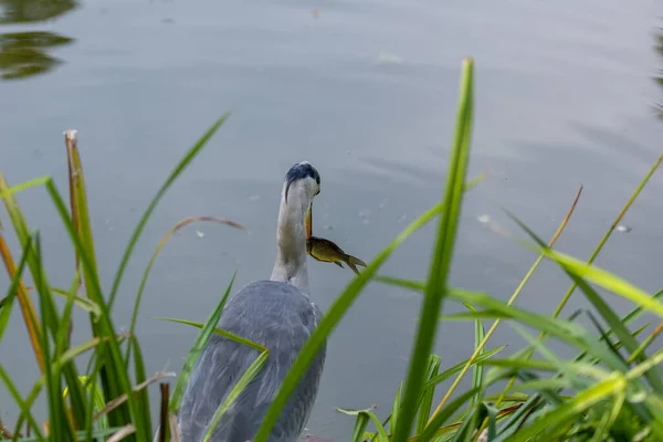Ein Graureiher Einem Kleinen Teich Mit Einem Fisch — Stockfoto