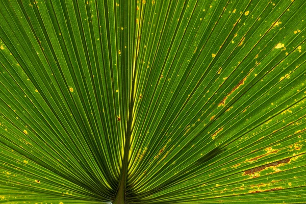 Piękne Zielone Liście Słoneczny Dzień Lecie — Zdjęcie stockowe
