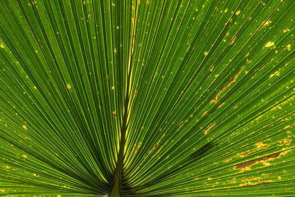 Hermosas Hojas Verdes Día Soleado Verano — Foto de Stock