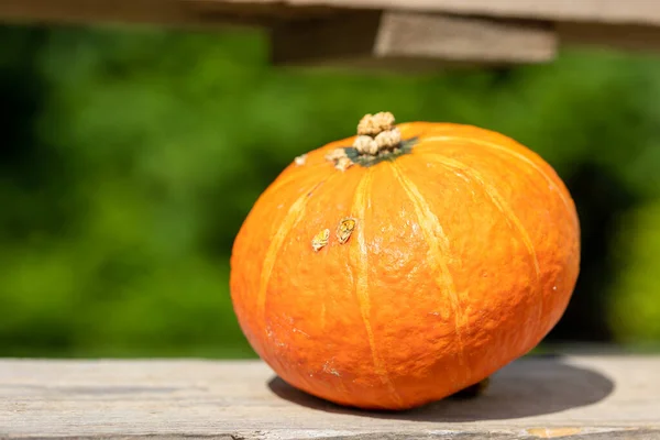 Pumpkins outside in a public park short before Halloween at a sunny day in fall.