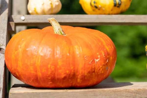 Tökfejek Kint Egy Nyilvános Parkban Röviddel Halloween Előtt Egy Napsütéses — Stock Fotó