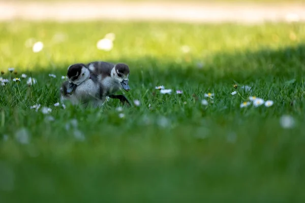 Cute Egyptian Goose Chicks Walking Meadow Called Kalscheurer Weiher Pond — Stock Photo, Image