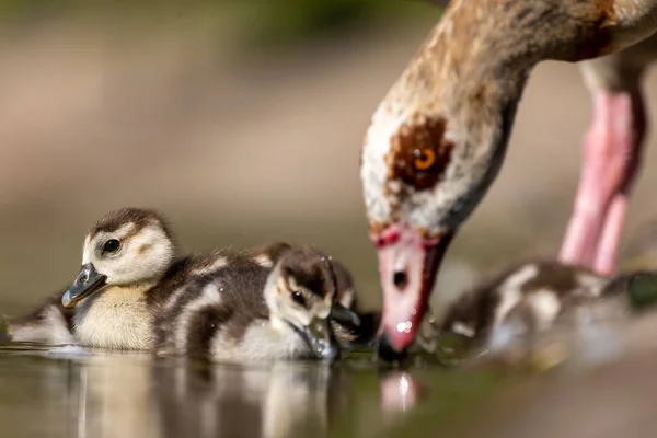 Egyptian Goose Chicks Swimming Little Pond Cologne Germany Sunny Day — Stock Photo, Image