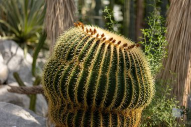 Frankfurt 'ta halka açık bir parkta güzel bir kaktüs, Hesse Almanya' da.