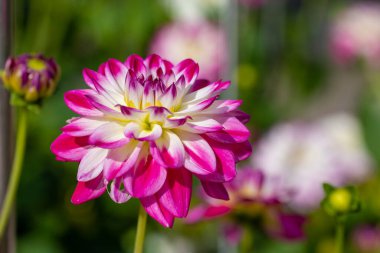 Frankfurt 'ta halka açık bir parkta güzel çiçekler, Yazın güneşli bir günde Hesse.