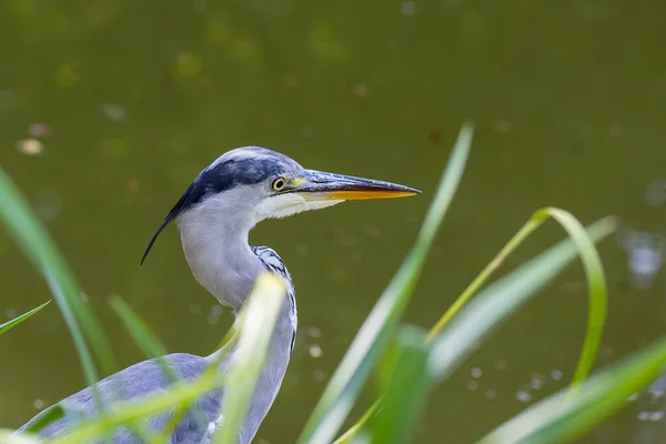 Ein Graureiher Einem Kleinen Teich — Stockfoto