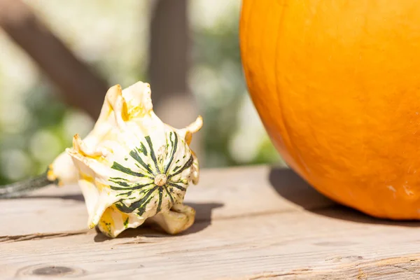 Pumpa Utanför Allmän Park Strax Före Halloween Solig Dag Hösten — Stockfoto