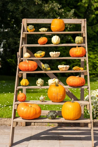 Tökfejek Kint Egy Nyilvános Parkban Röviddel Halloween Előtt Egy Napsütéses — Stock Fotó