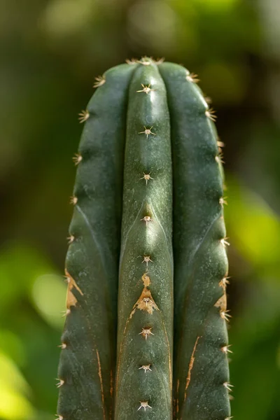 Gyönyörű Kaktusz Egy Frankfurti Parkban Hesse Németországban — Stock Fotó