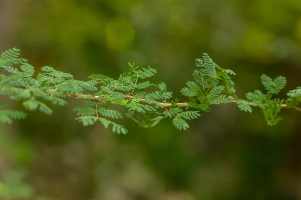 Belle Foglie Verdi Una Giornata Sole Estate — Foto Stock