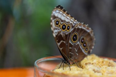 Ağaçtaki güzel bir kelebek.