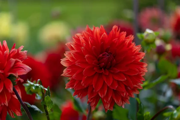 Schöne Blumen Einem Öffentlichen Park Frankfurt Hessen Einem Sonnigen Sommertag — Stockfoto