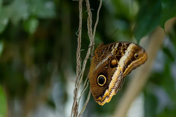 Piękny Motyl Drzewie — Zdjęcie stockowe
